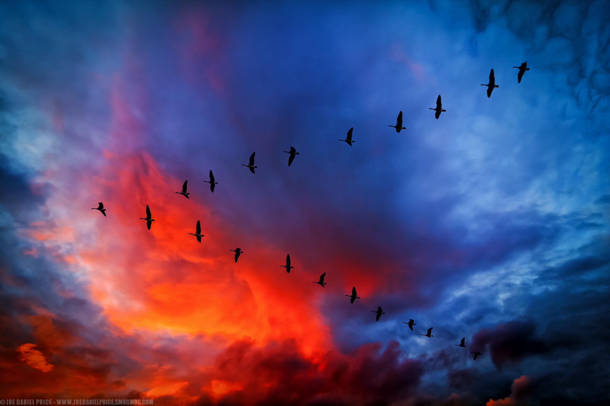 Canada Geese flying in a V formation with a brightly colored but dark sky background
